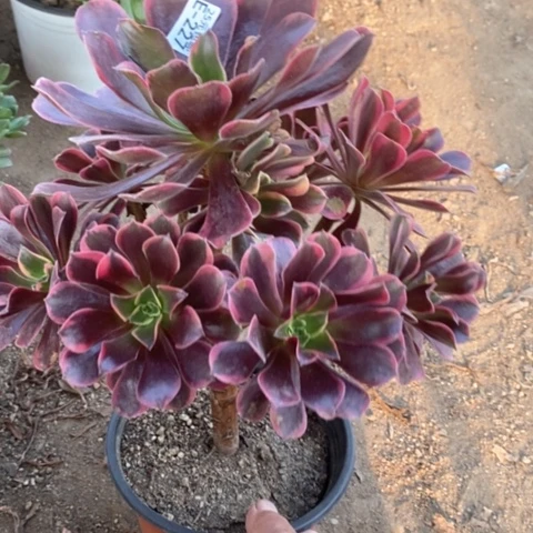 227金丝雀满25包邮多肉