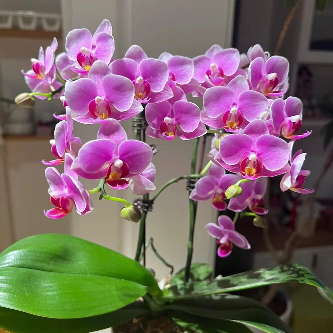 【小可爱】蝴蝶兰带花发货基地直发