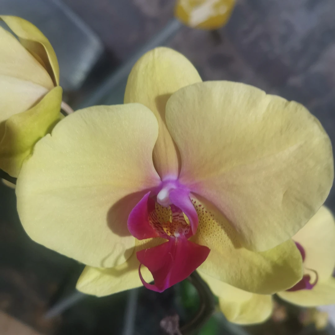 【水蜜桃】蝴蝶兰带花发货基地直发