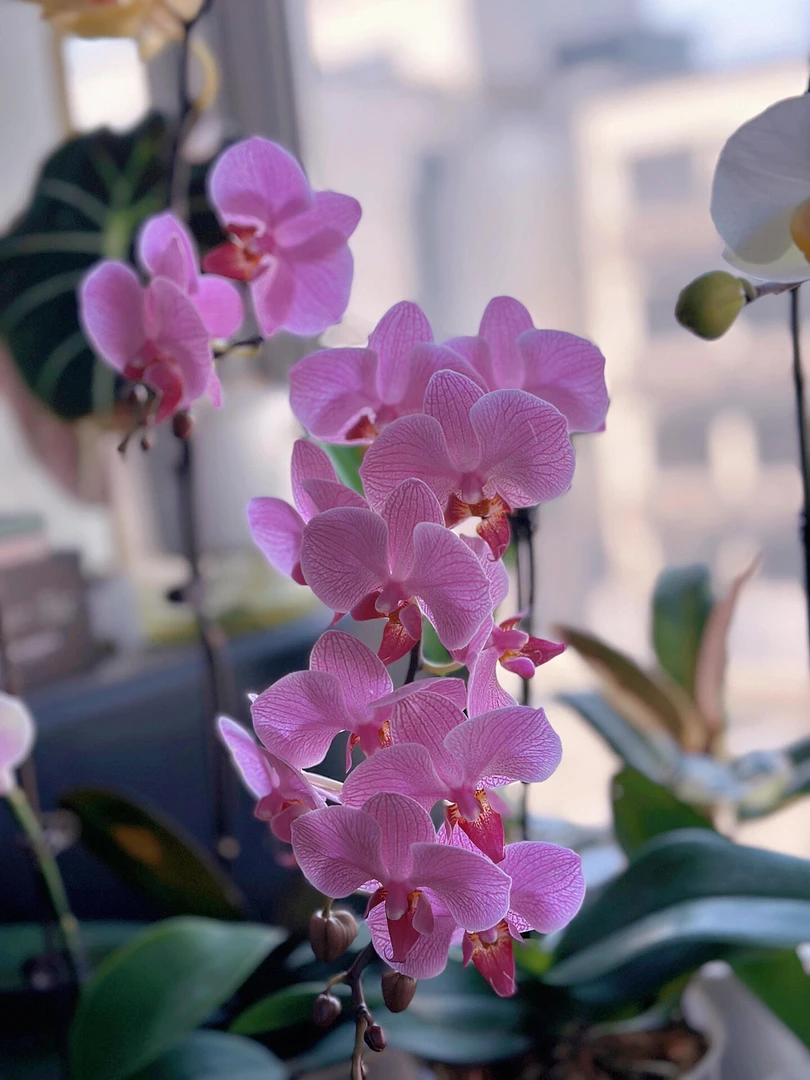 【汉堡】蝴蝶兰带花，基地直发