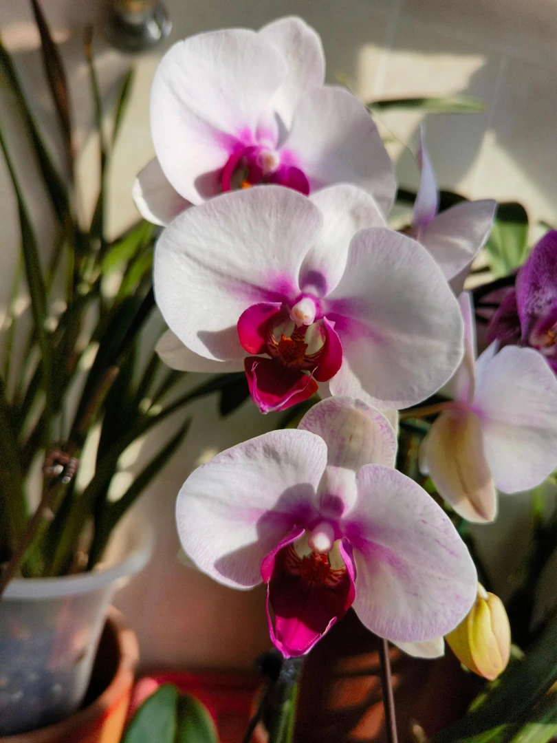 【白花红心】精品蝴蝶兰，基地直发