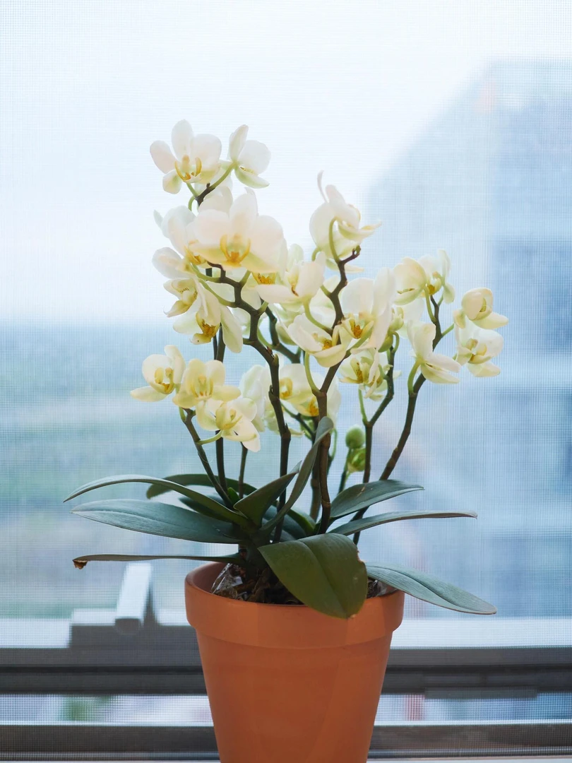 【洛桑】蝴蝶兰带花，基地直发