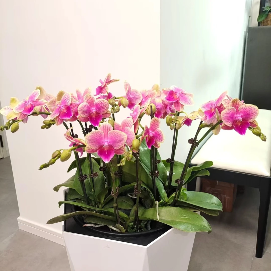 【美人鱼3.0】蝴蝶兰带花发货基地直发