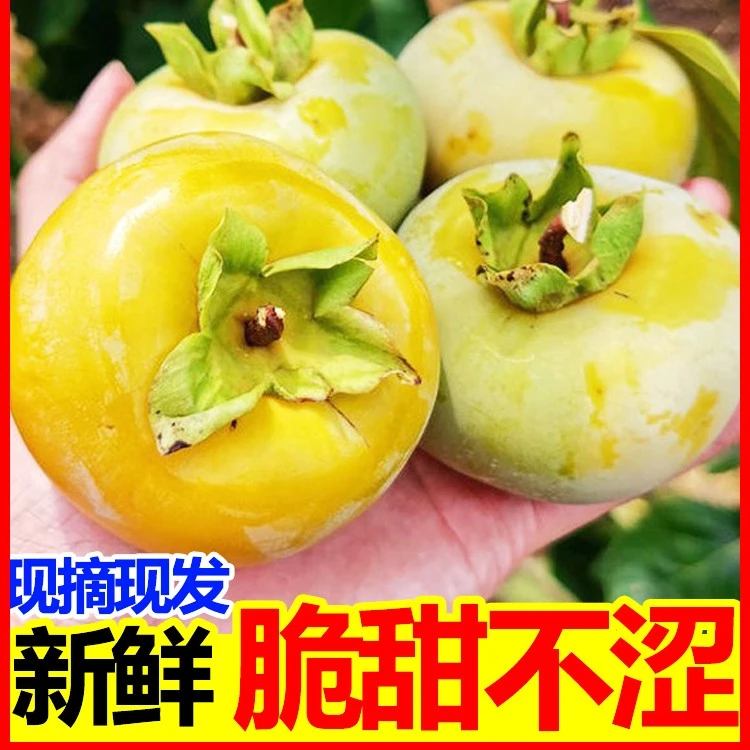 现摘现发脆柿子新鲜水果9斤脆柿巧克力当季包邮生吃糖心柿脆甜