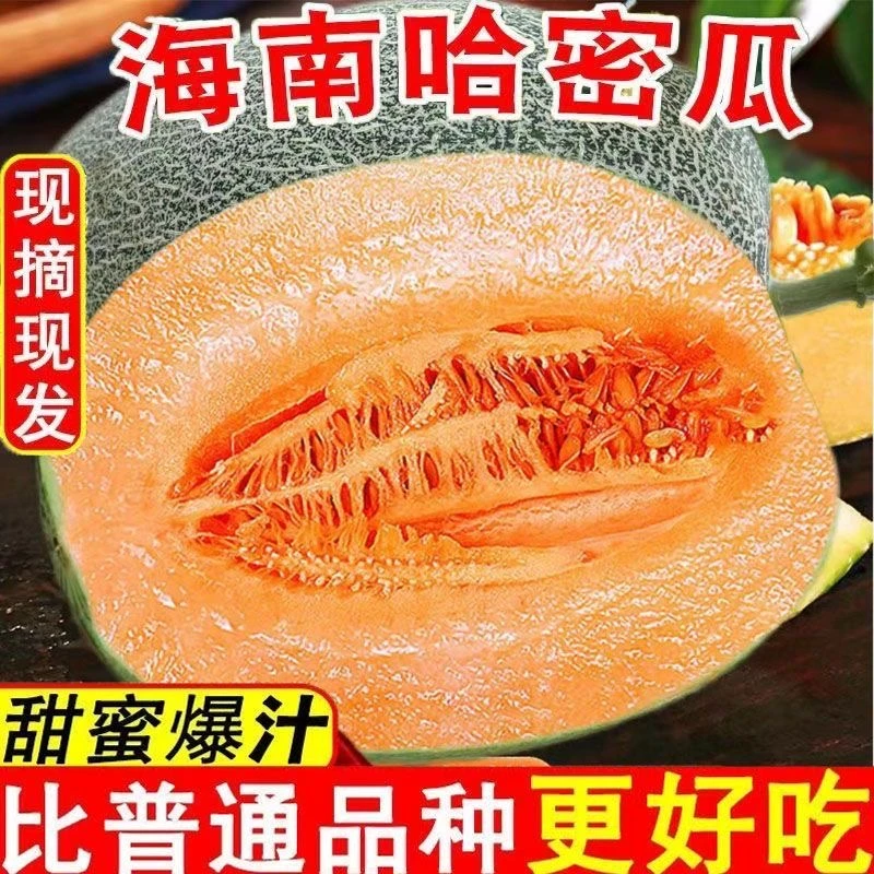 现摘现发哈密瓜9斤新鲜水果蜜瓜一整箱甜瓜脆甜多汁包邮