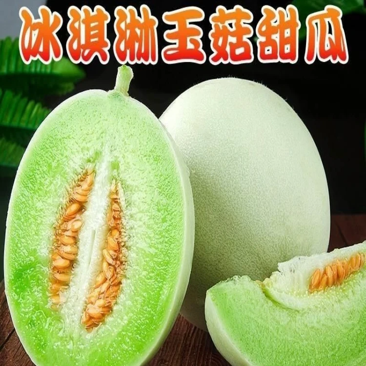 正宗山东聊城玉菇甜瓜新鲜当季应季玉姑甜瓜香瓜白皮绿肉