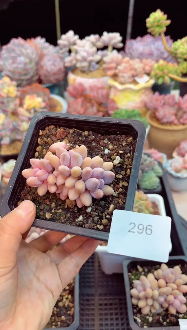 【闪购商品】296粉色恋人  脱土晾根