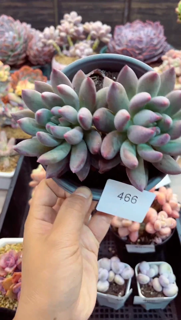 【闪购商品】466所罗门