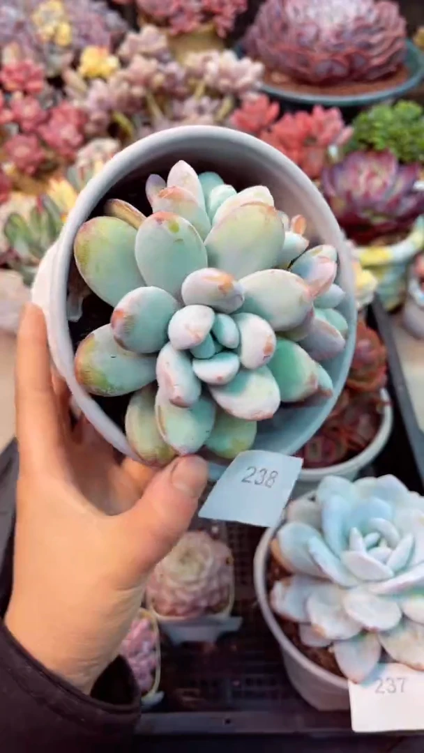 【闪购商品】238雪美人多肉