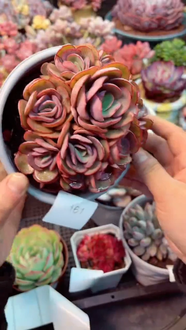 【闪购商品】161秀妍多肉