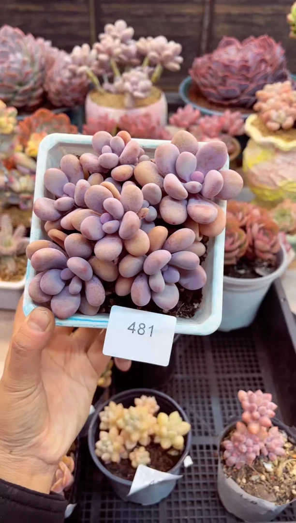 【闪购商品】481桃蛋