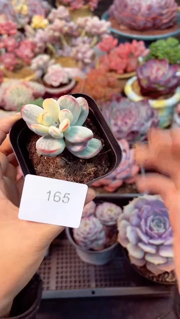 【闪购商品】165乒乓福娘锦多肉