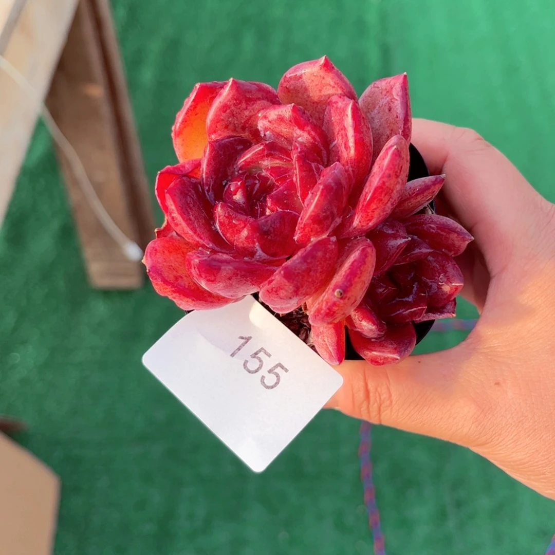 ?*张155夜魔侠多肉