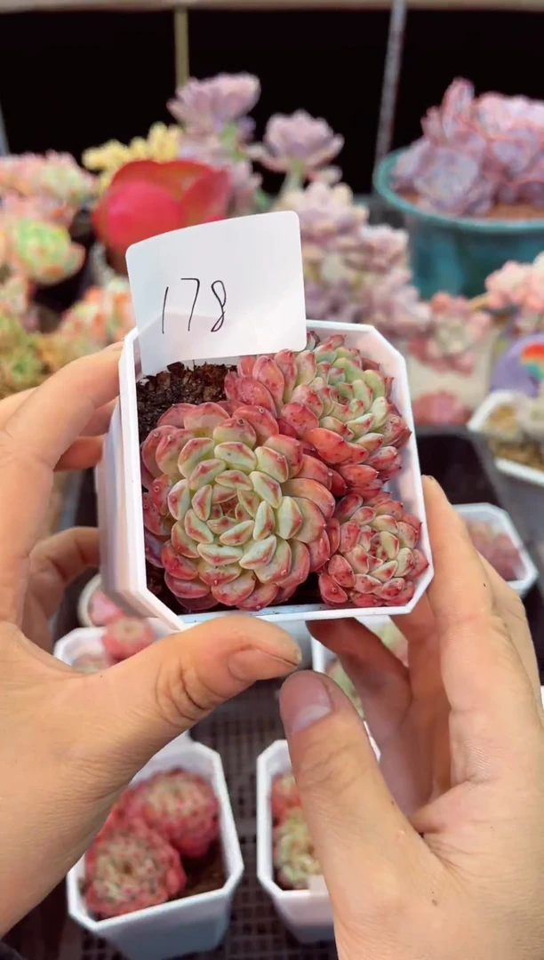 【闪购商品】178白胖子