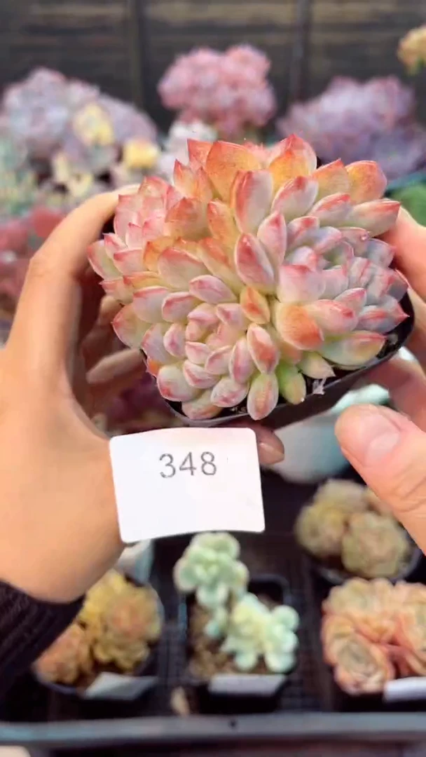 【闪购商品】348水果糖多肉