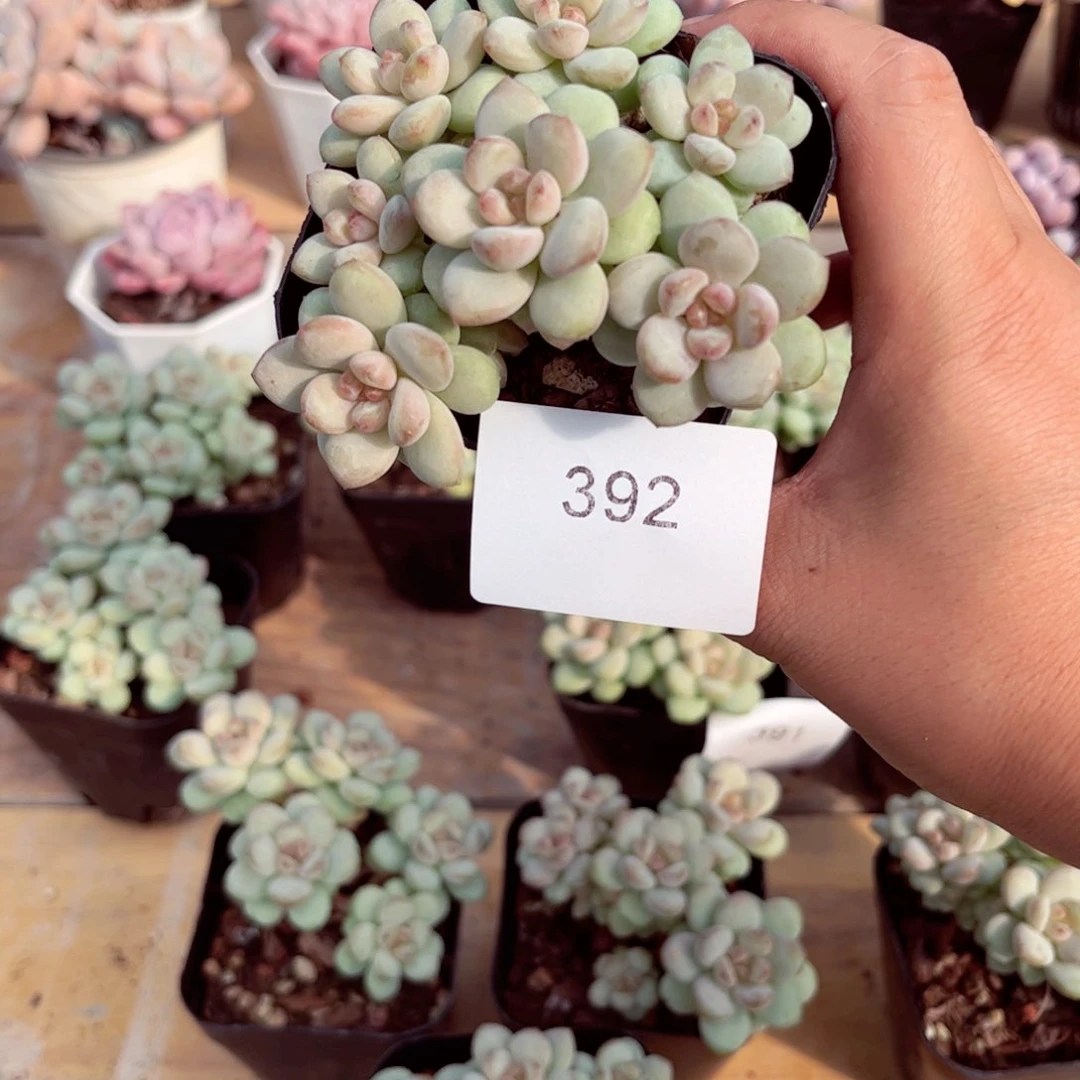 .****3392群生阳光玫瑰多肉