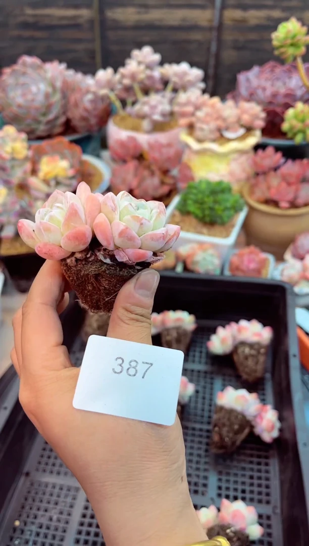 【闪购商品】387冰玉