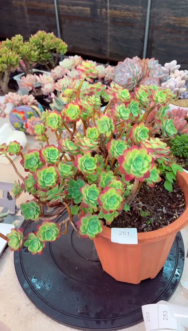 【闪购商品】251薄化妆