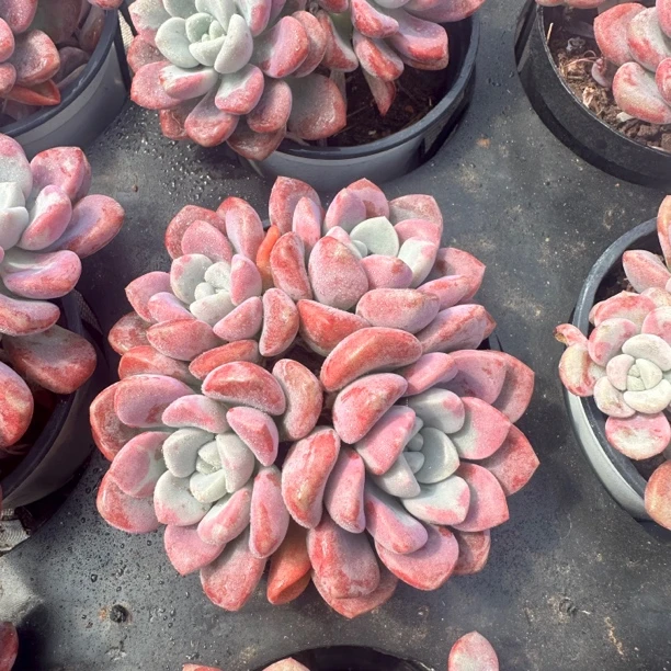 9#3头花瓣鹿有砍精品多肉脱土裸根发货1颗