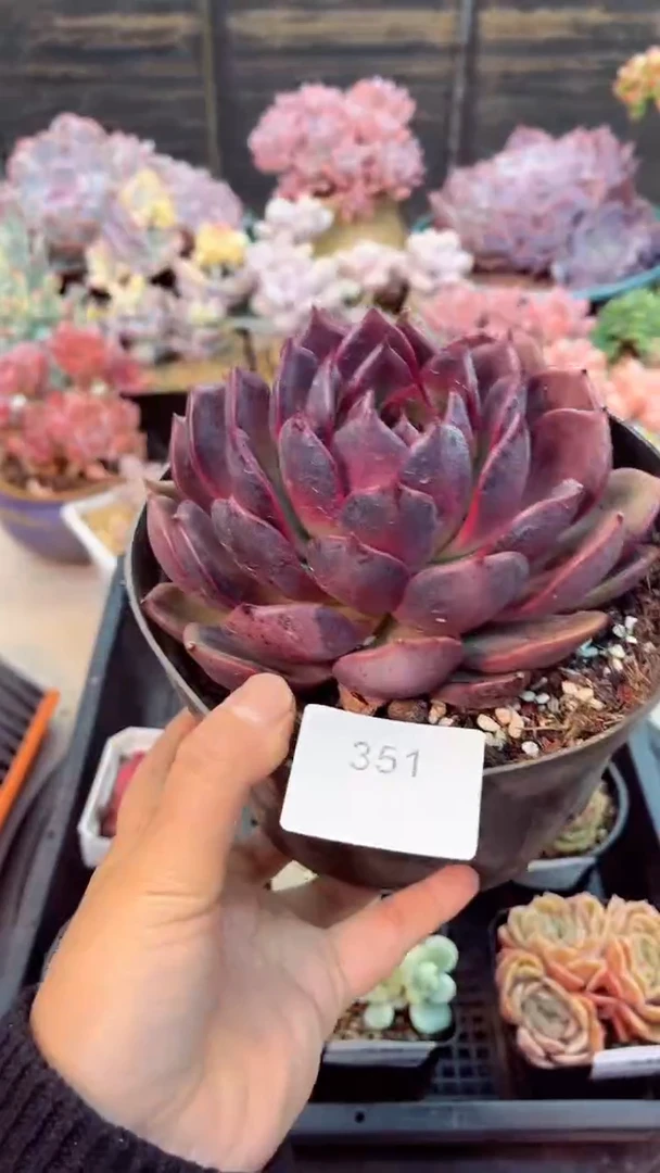 【闪购商品】351紫薇多肉