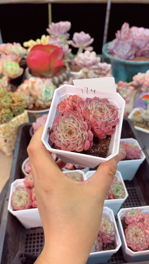 【闪购商品】174白胖子