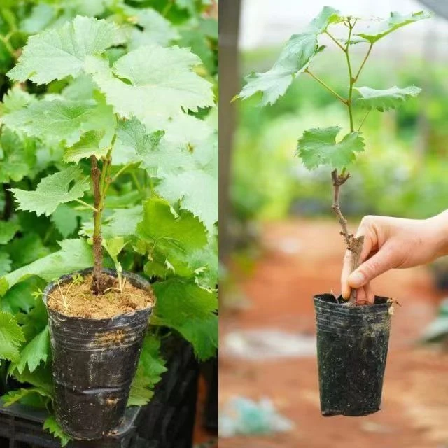 巨峰葡萄苗南北方种植耐寒耐高温爬藤（1米1发货）