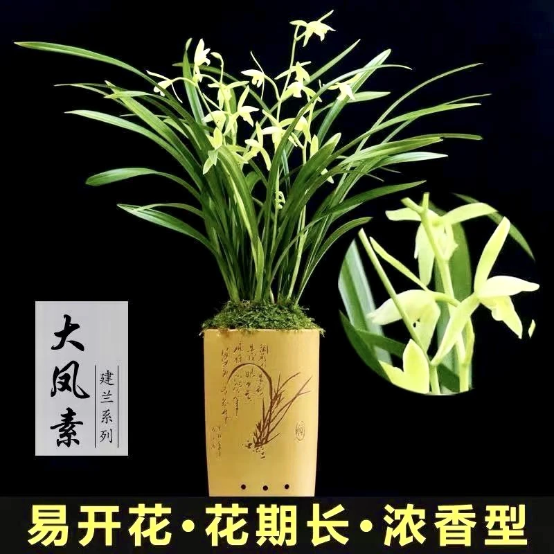 兰花盆栽建兰春兰兰草带花苞室内种植花卉好养易活空气清新雅致