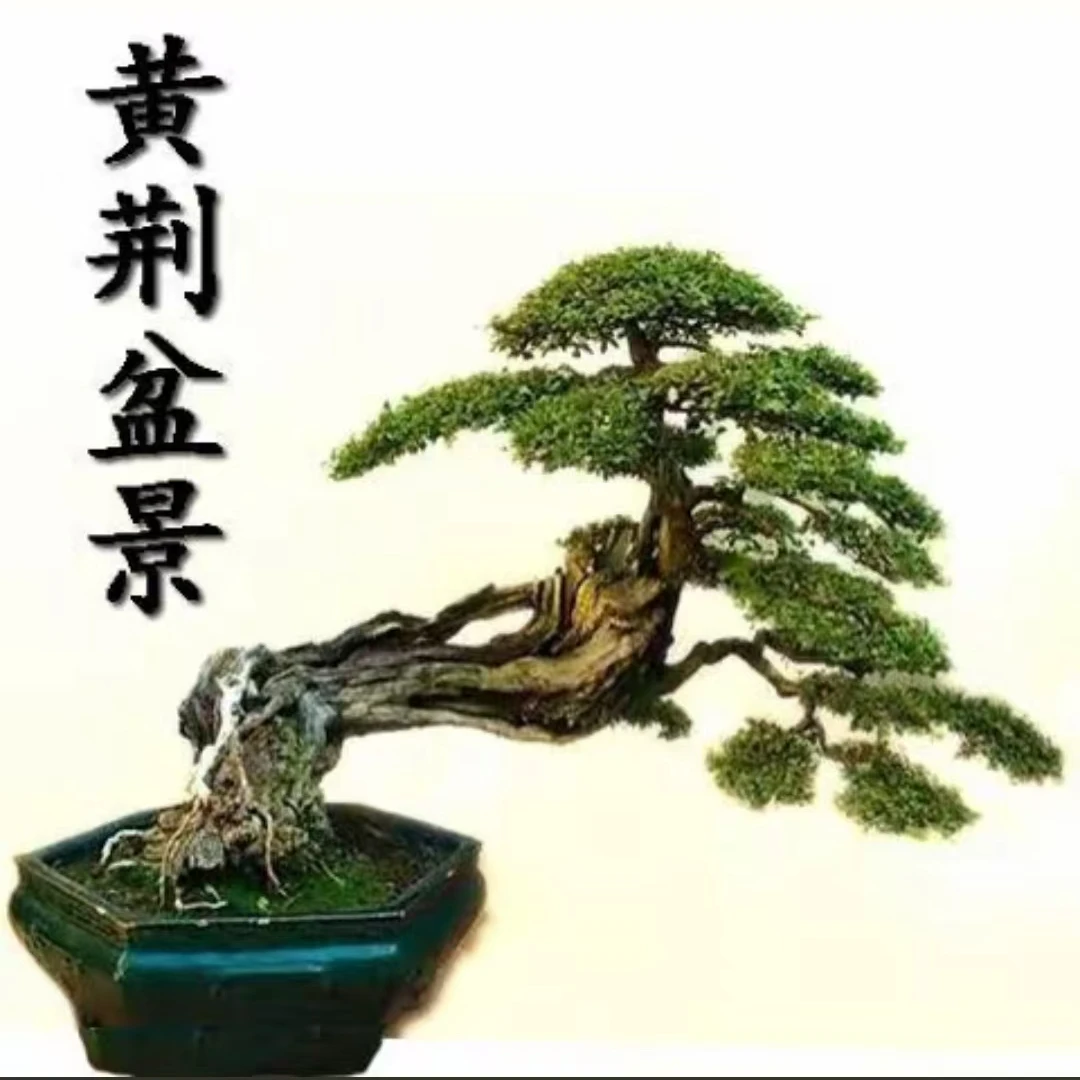 精品黄荆银杏树罗汉松盆景，一物一拍