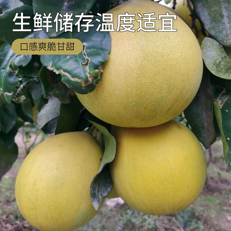 红心柚，不喜勿拍，西藏新疆蒙古偏远地区偏远地区暂时不发