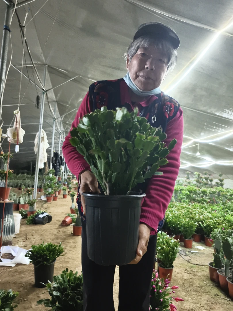 自根老桩蟹爪兰黄金蟹爪兰花