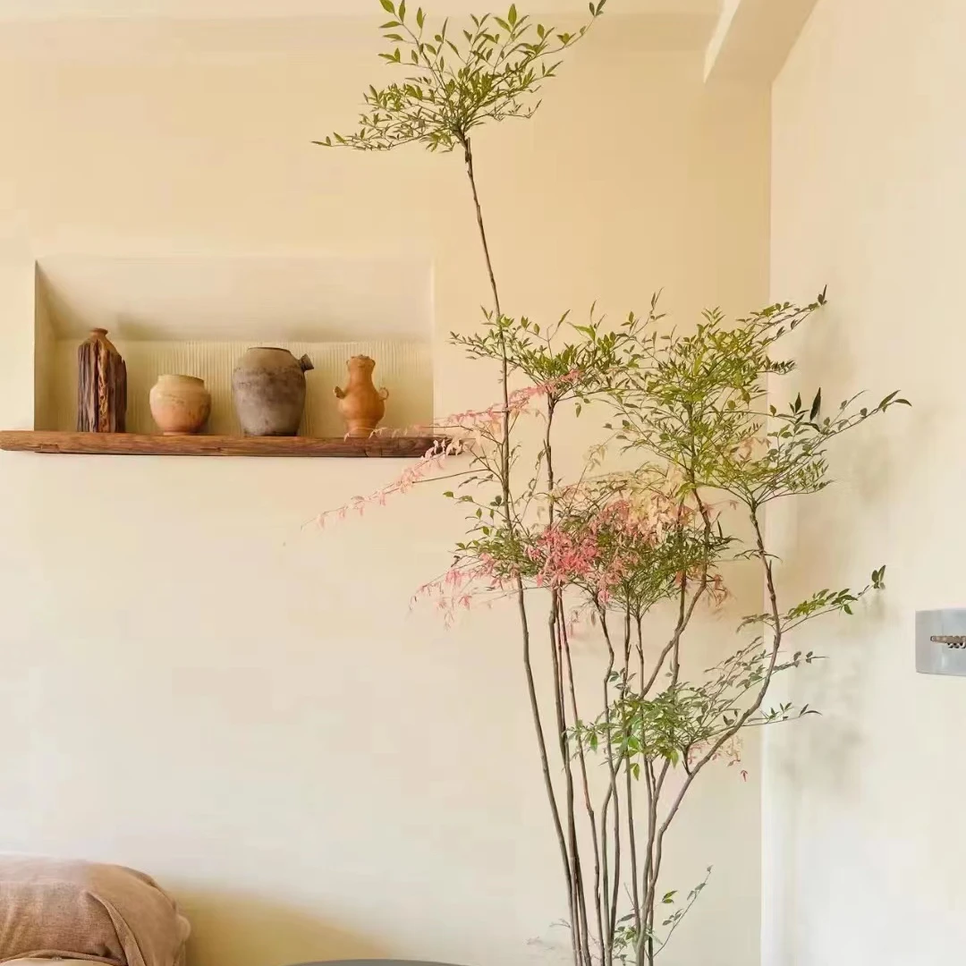 火焰南天竹室内室外造景耐寒耐高温一年四季不落叶种植养护有机