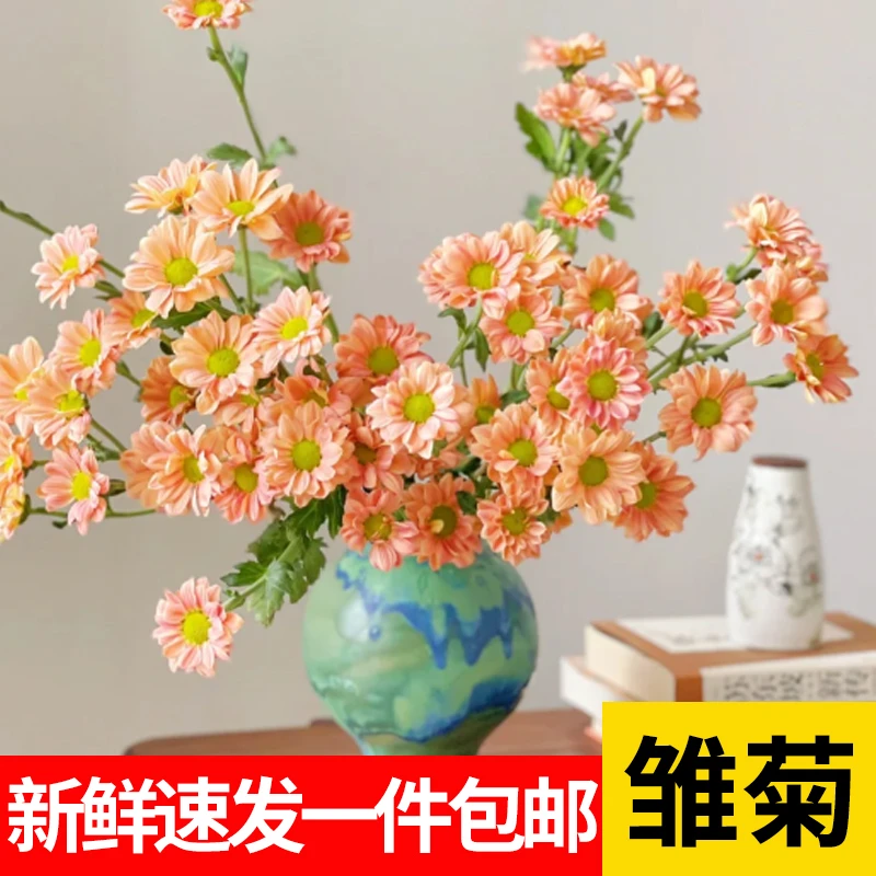 【任意2单发顺丰】混色缤纷小雏菊鲜切花云南基地直发新鲜美丽