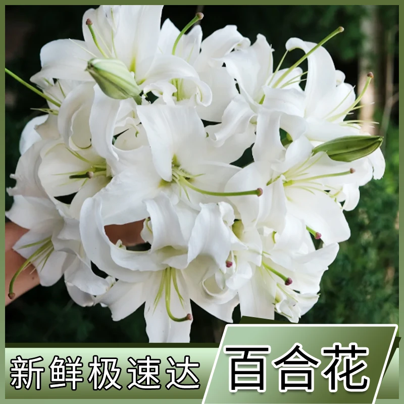 【任意2单发顺丰】西伯利亚白百合花基地直发单色美观高品质