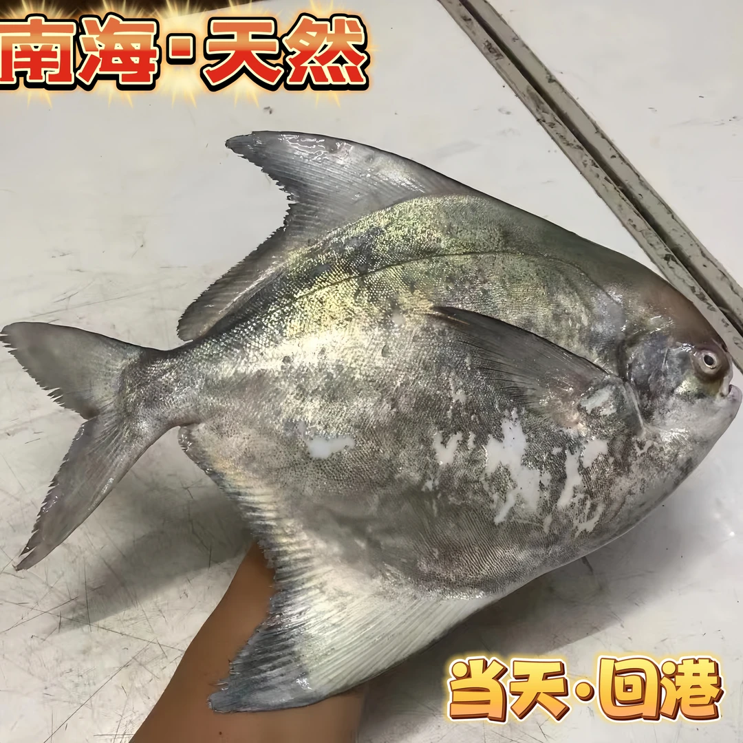 当天海捕新鲜超大斗鲳鱼、白鲳鹰鲳短尾鲳中华鲳-肉嫩骨软码头直发