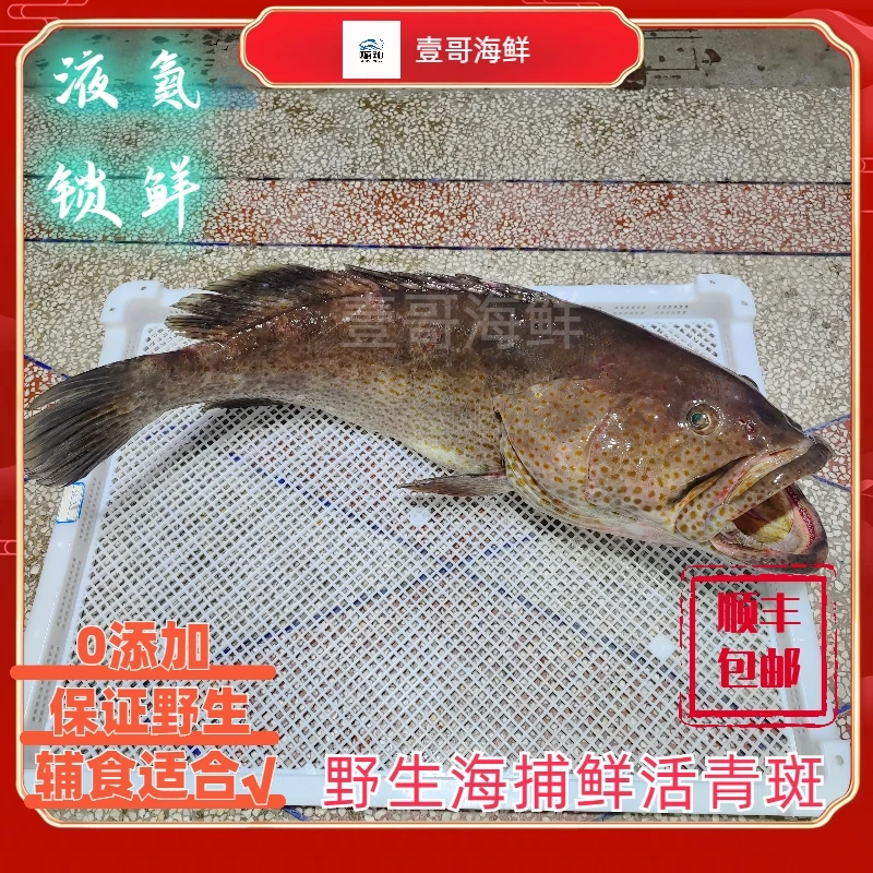西沙群岛海捕野生冷链深海石斑鱼、橘点点斑、芝麻斑、金钱斑、玳瑁斑