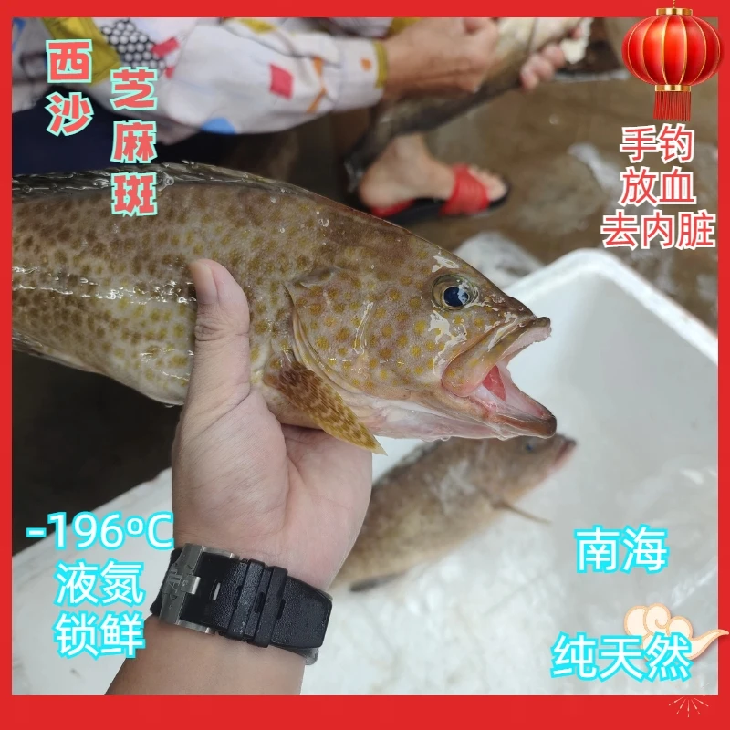海南深海鲜活锁鲜石斑鱼-芝麻斑-非养殖-新鲜捕捞钓口鱼急冻海捕