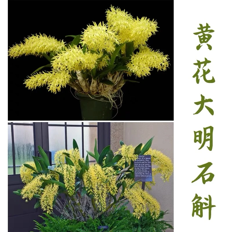 47.8黄大明石斛，黄鹤石斛