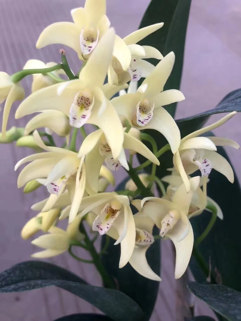 白花大明石斛，不带花，1到2月份开花，爆盆