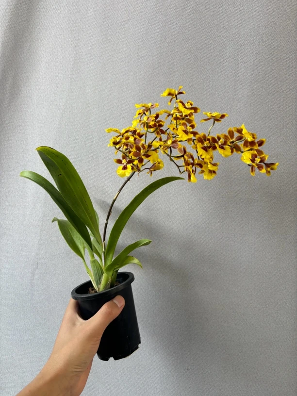 文心兰小花猫带花发货带花