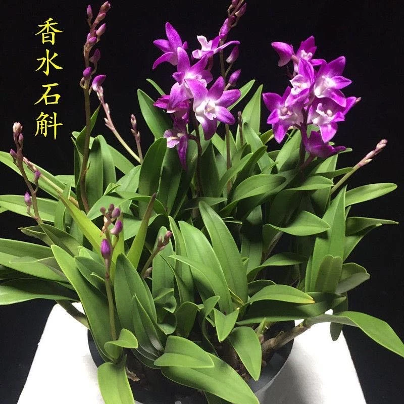 澳洲进口香水石斛带花