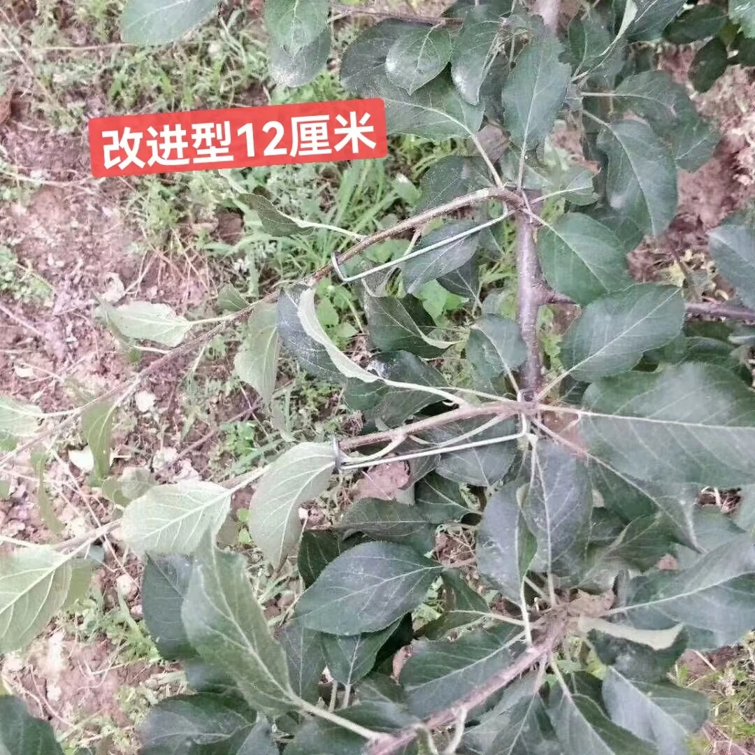 12型专用侧枝背上枝粗度在1公分以下，果树拉枝器定型器