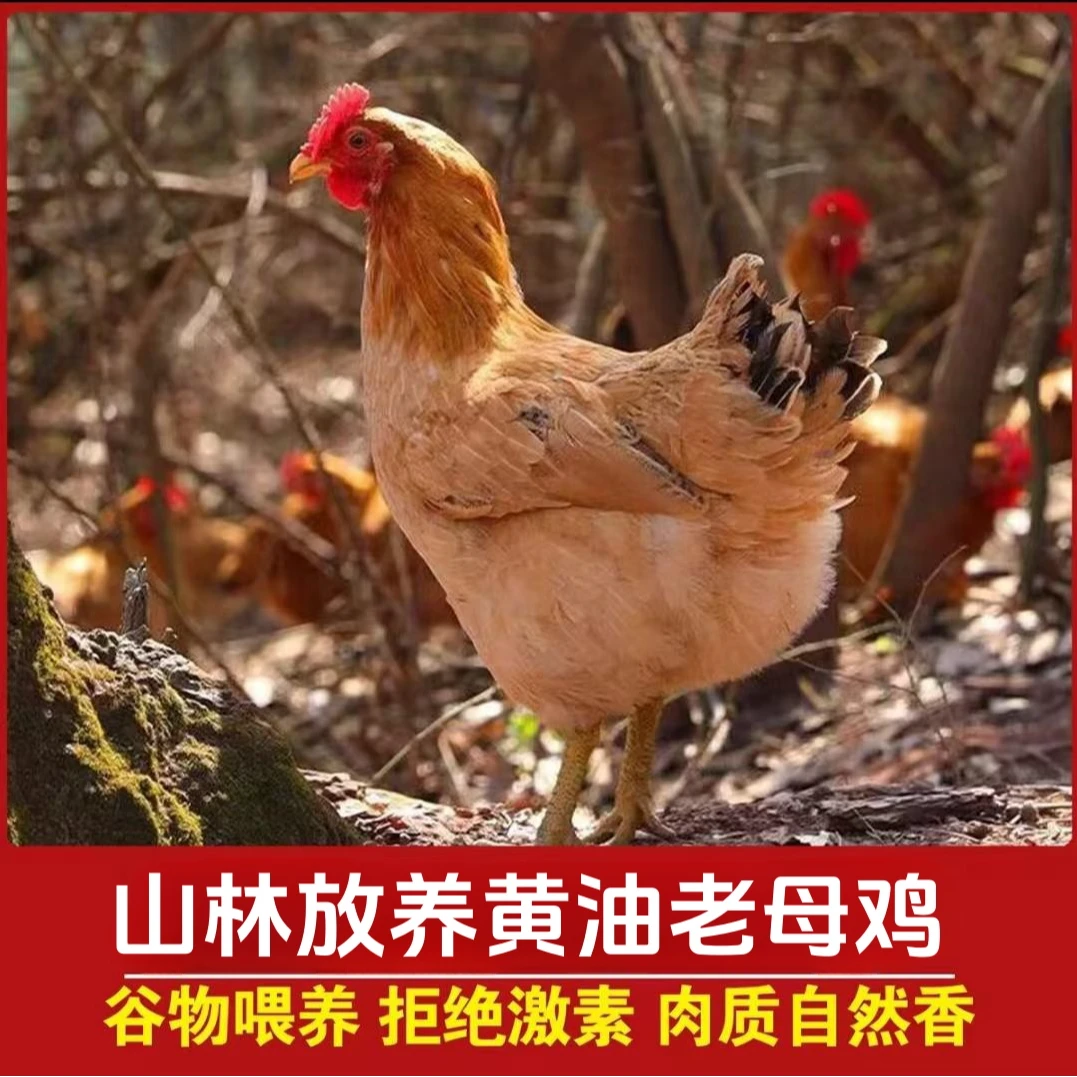 【秀秀家】散养2年黄油老母鸡  4只毛重13斤 净重共8斤 带内脏