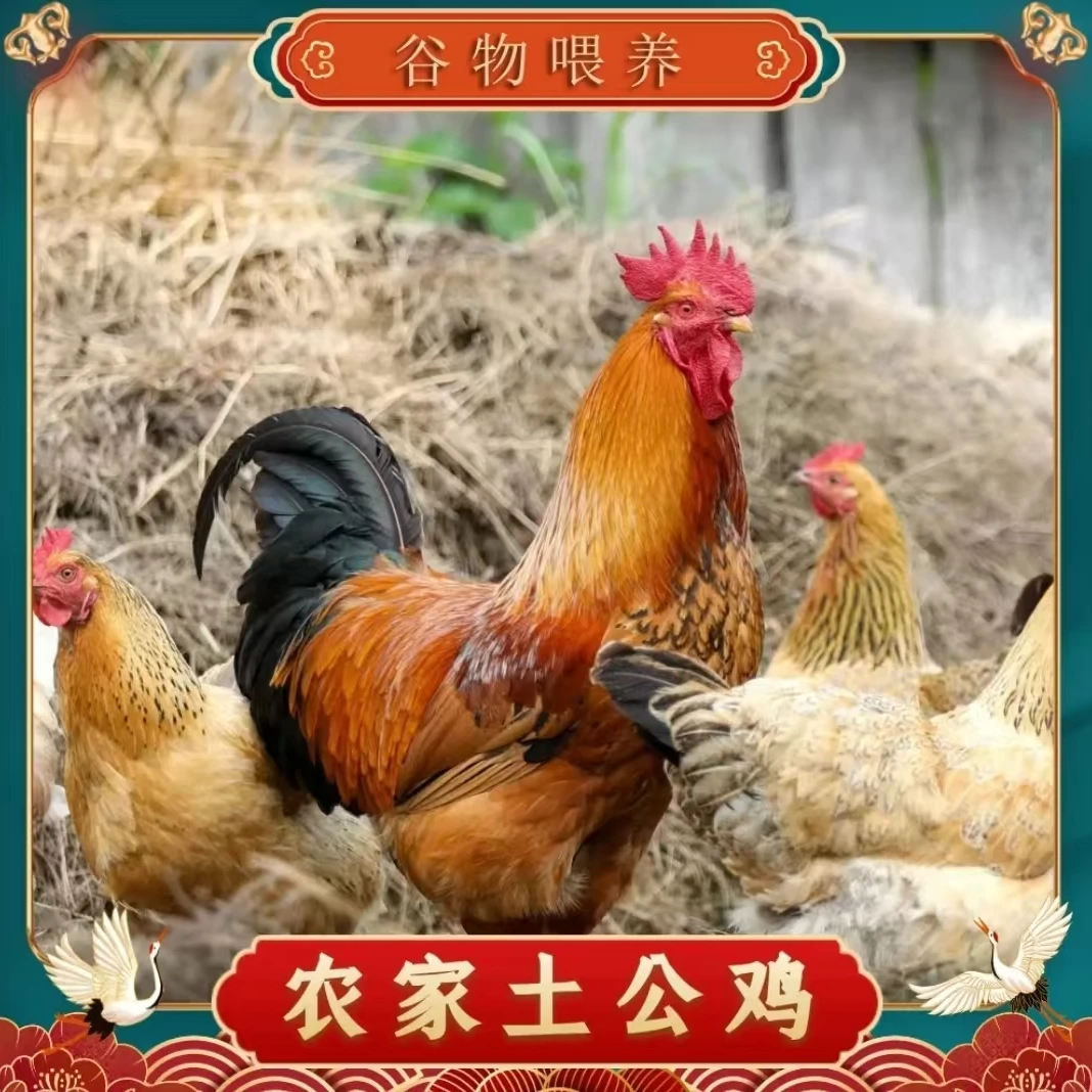 【朱朱家】林间放养土公鸡  3只毛重12斤  净重共9斤 带内脏