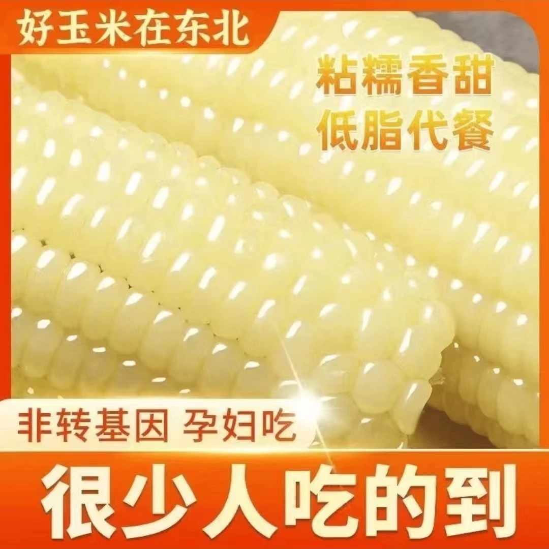 东北白糯玉米十根装整箱五斤以上