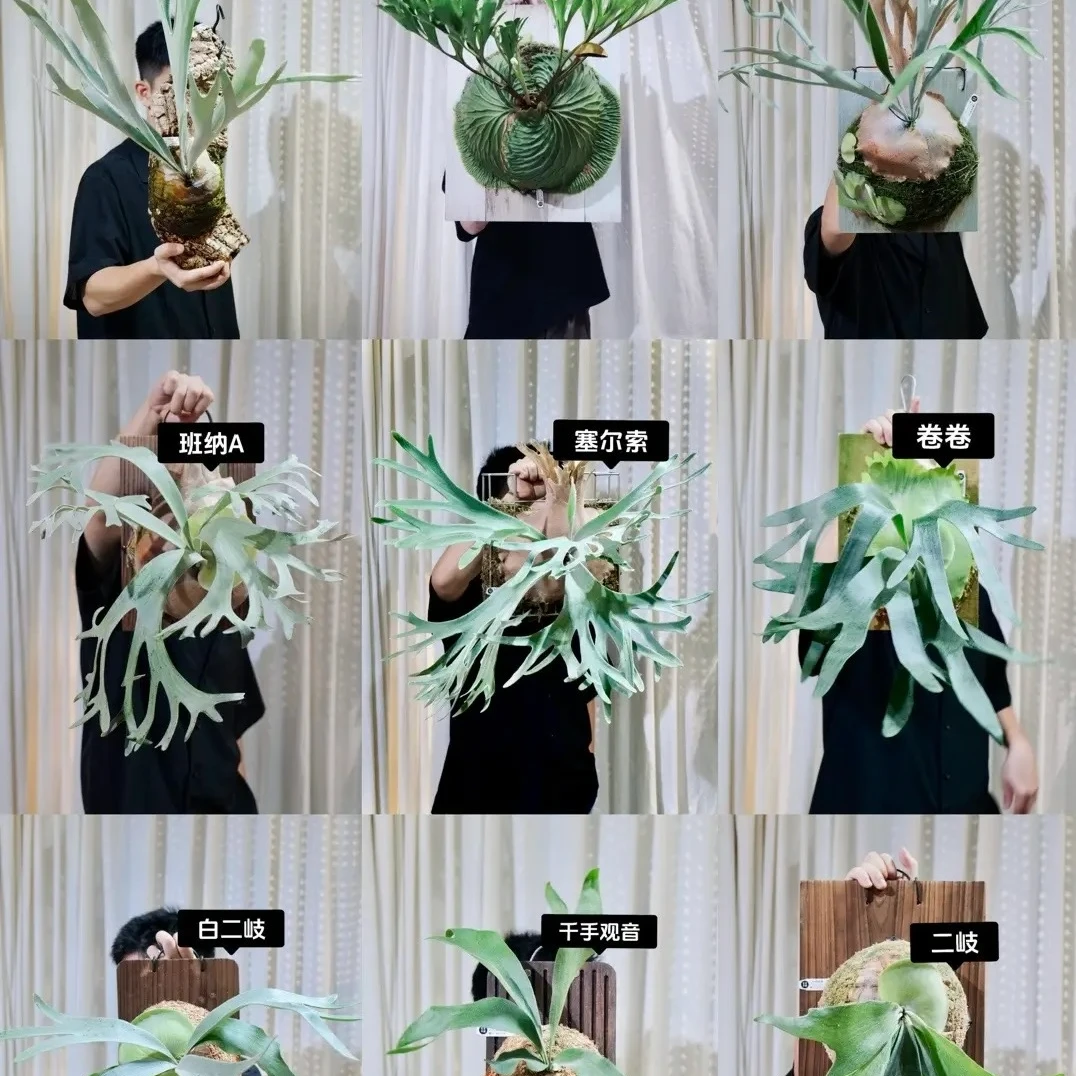 鹿角蕨客厅绿植网红热植直播间专属链接