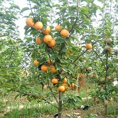 梨树苗 梨树果苗 嫁接秋月梨子树活苗南北方种植盆栽地栽当年结果