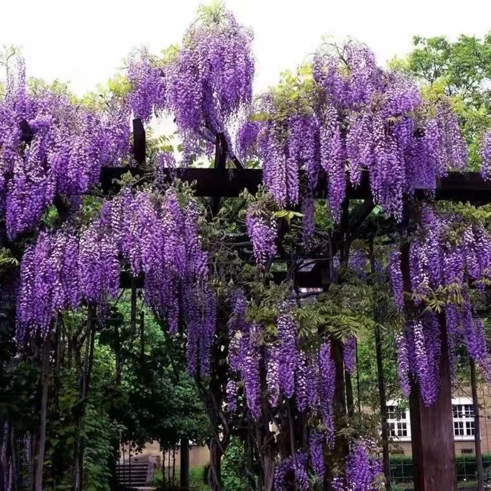 紫藤花树苗爬藤植物庭院围墙四季易活盆栽绿植花卉长穗紫藤苗耐寒