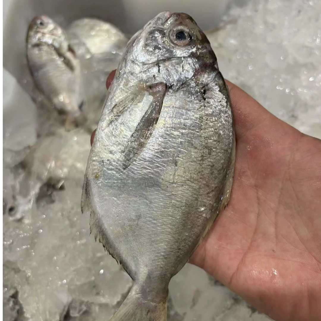 舟山深海肉鲳鱼南鲳