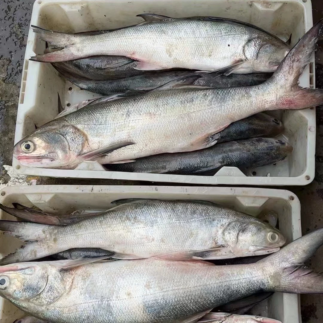 舟山本地章跳马友鱼