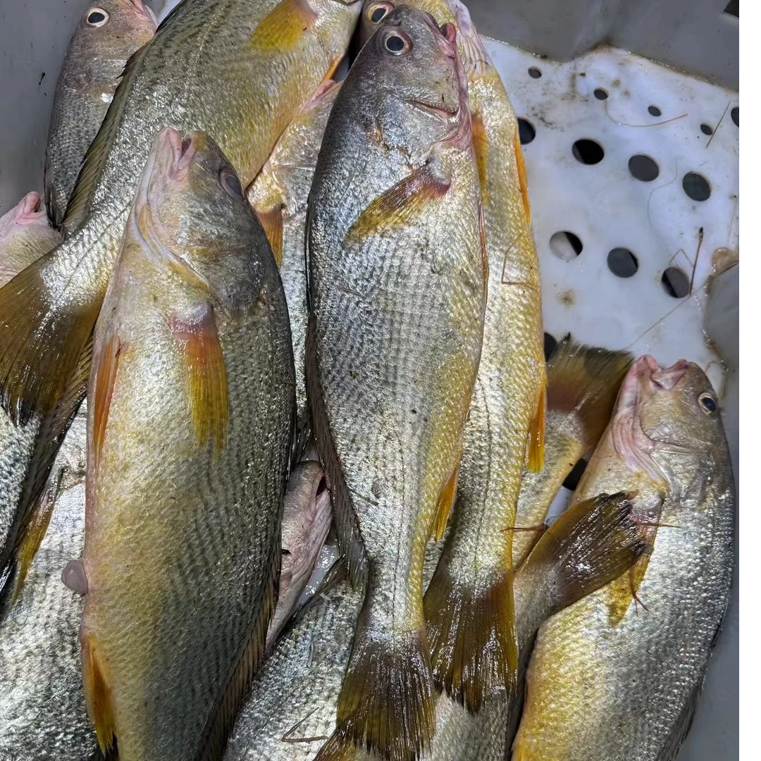 【大】舟山本地野生大黄姑鱼黄三黄婆鸡
